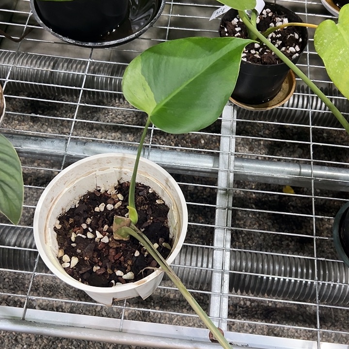 不开花植物黄薄荷龟背竹