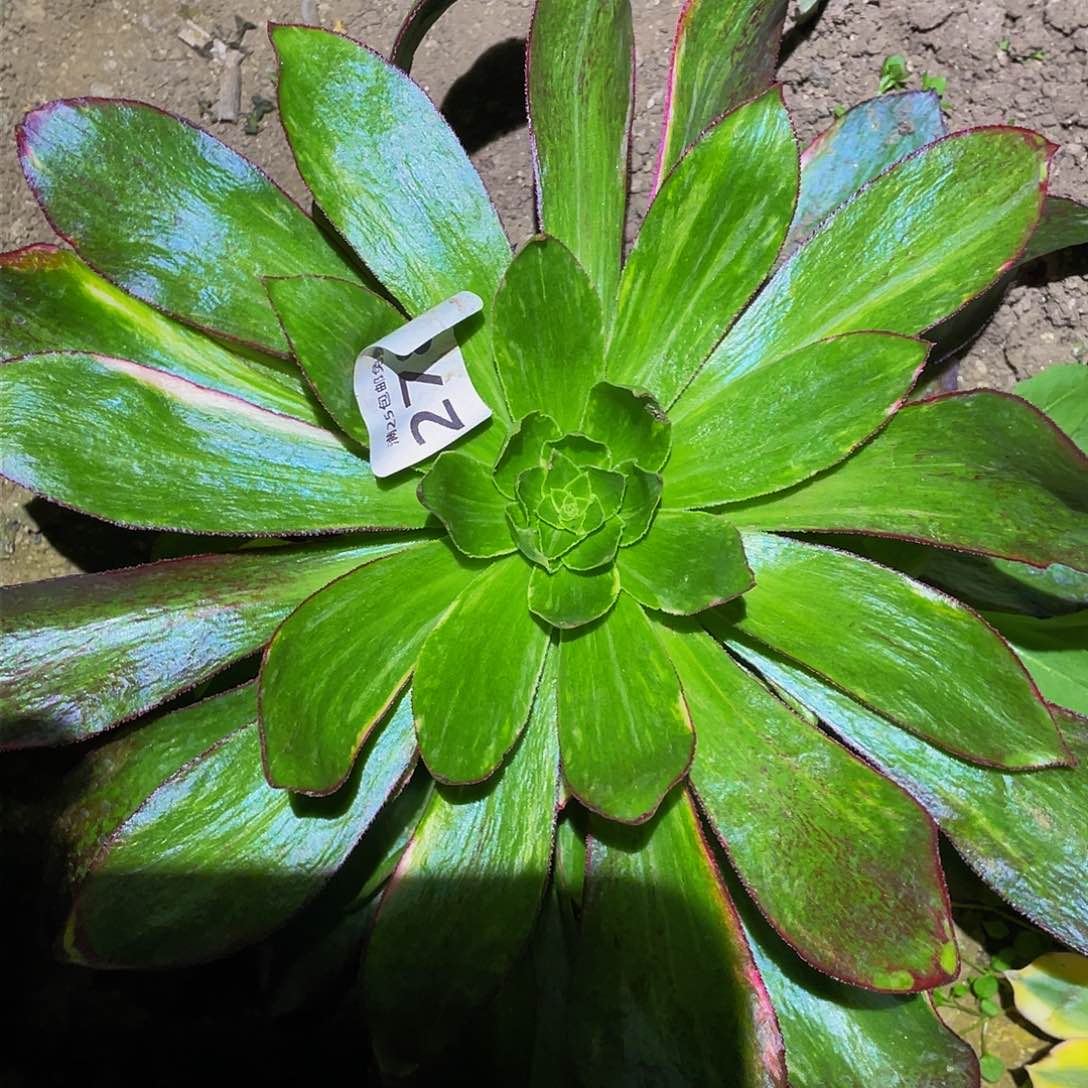 2783魅影七彩多肉植物