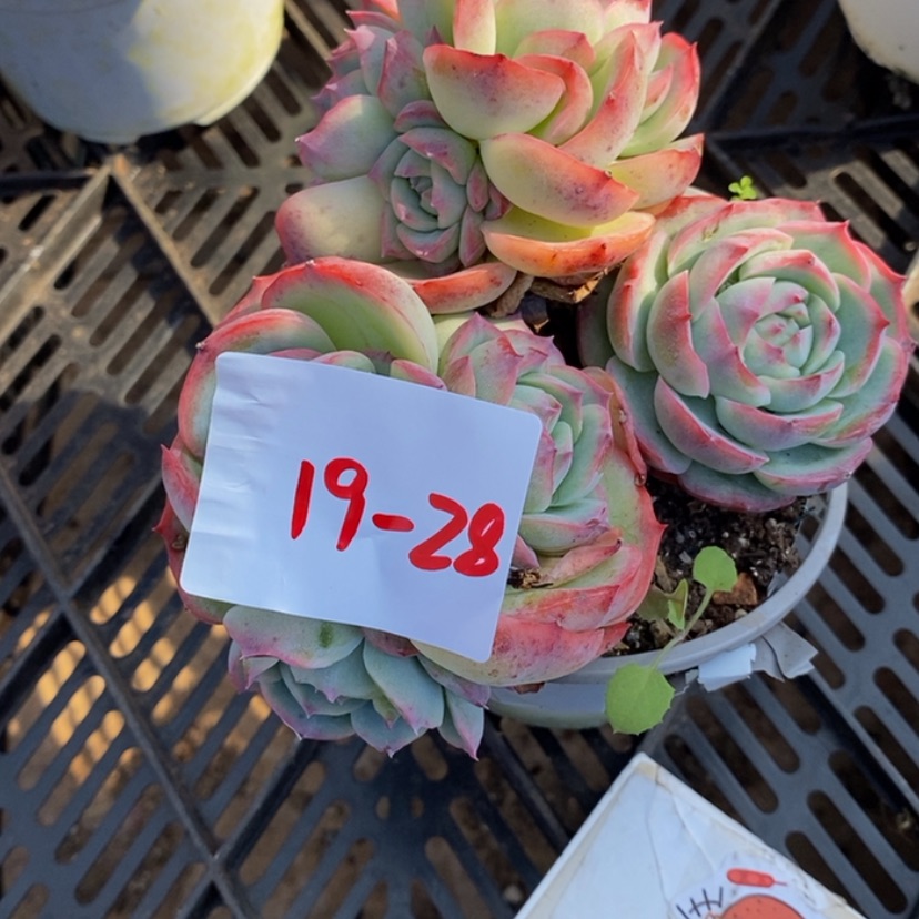 【闪购商品】玥*丶多肉植物