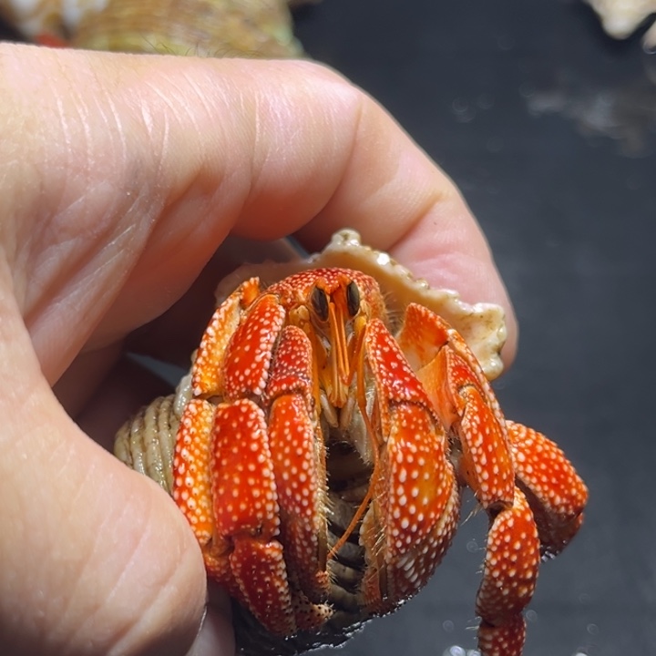 闪11号毛球3.0口径