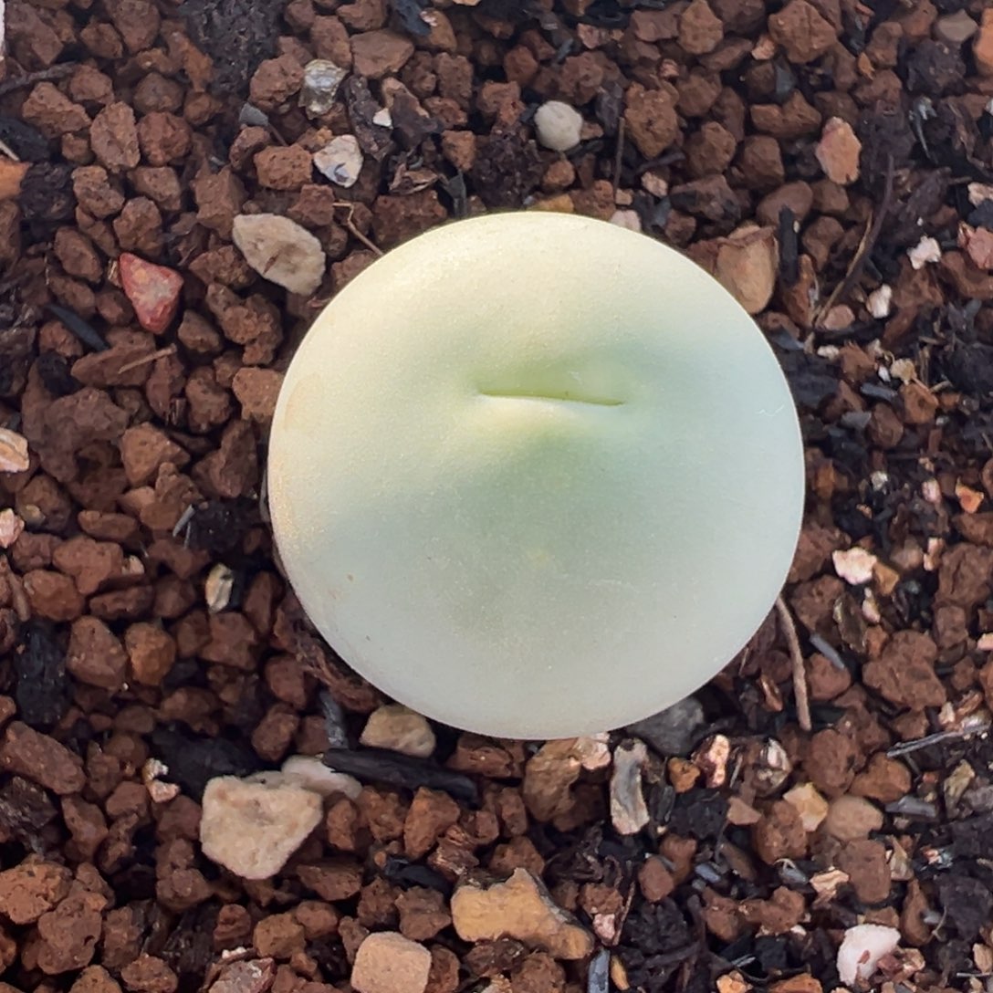 281多肉植物种类多样