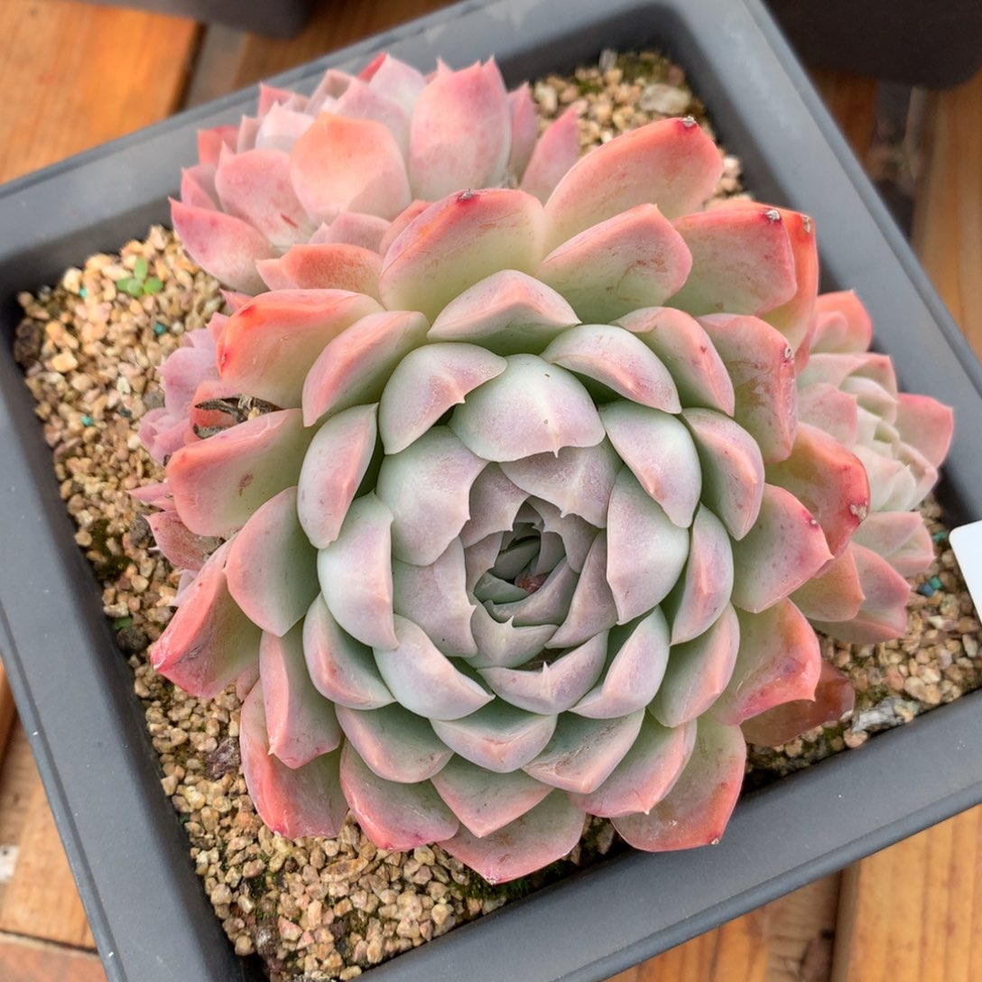 508杂交多肉老桩13冠