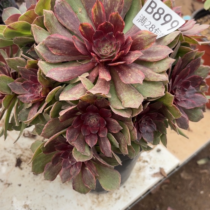 红丝绒多肉处理不包断头899