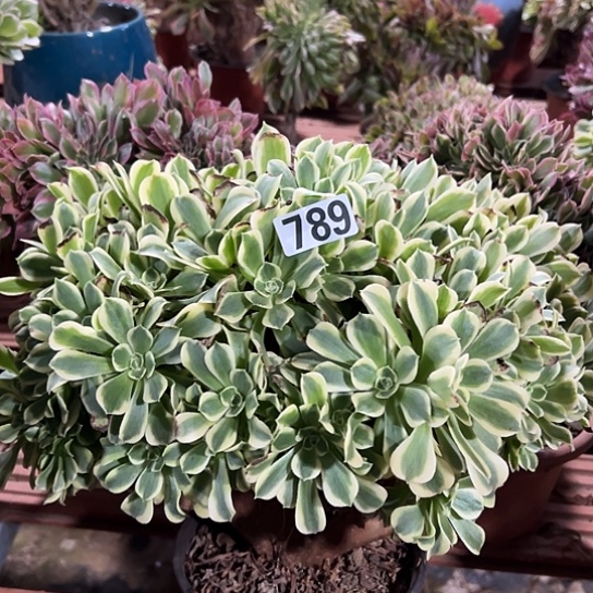 旧***燕多肉植物一个绿豆沙789