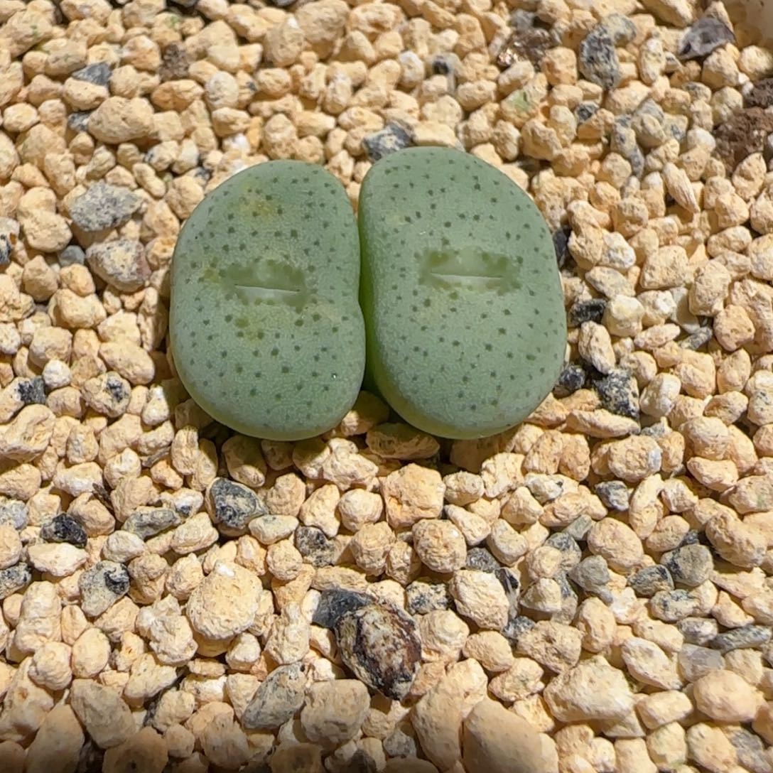 肉锥多肉植物组合-杂交大饼6