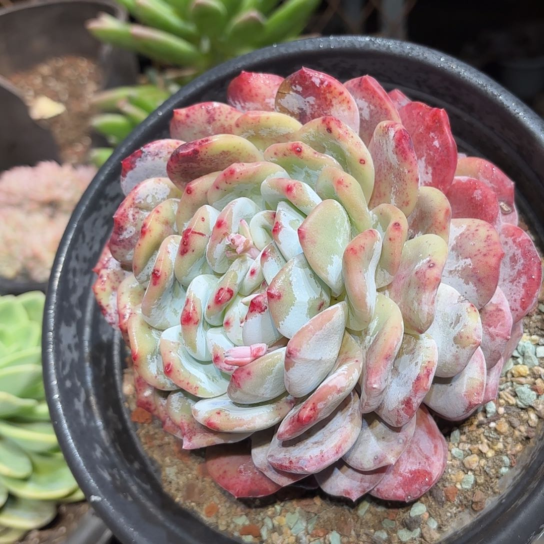 同温层多肉雪天使409