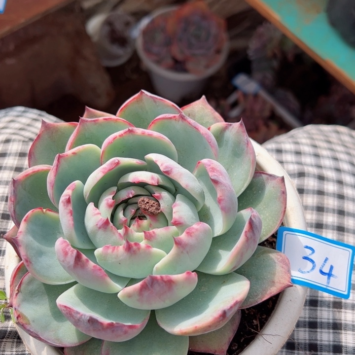 34惊鸿平平安安健健康康