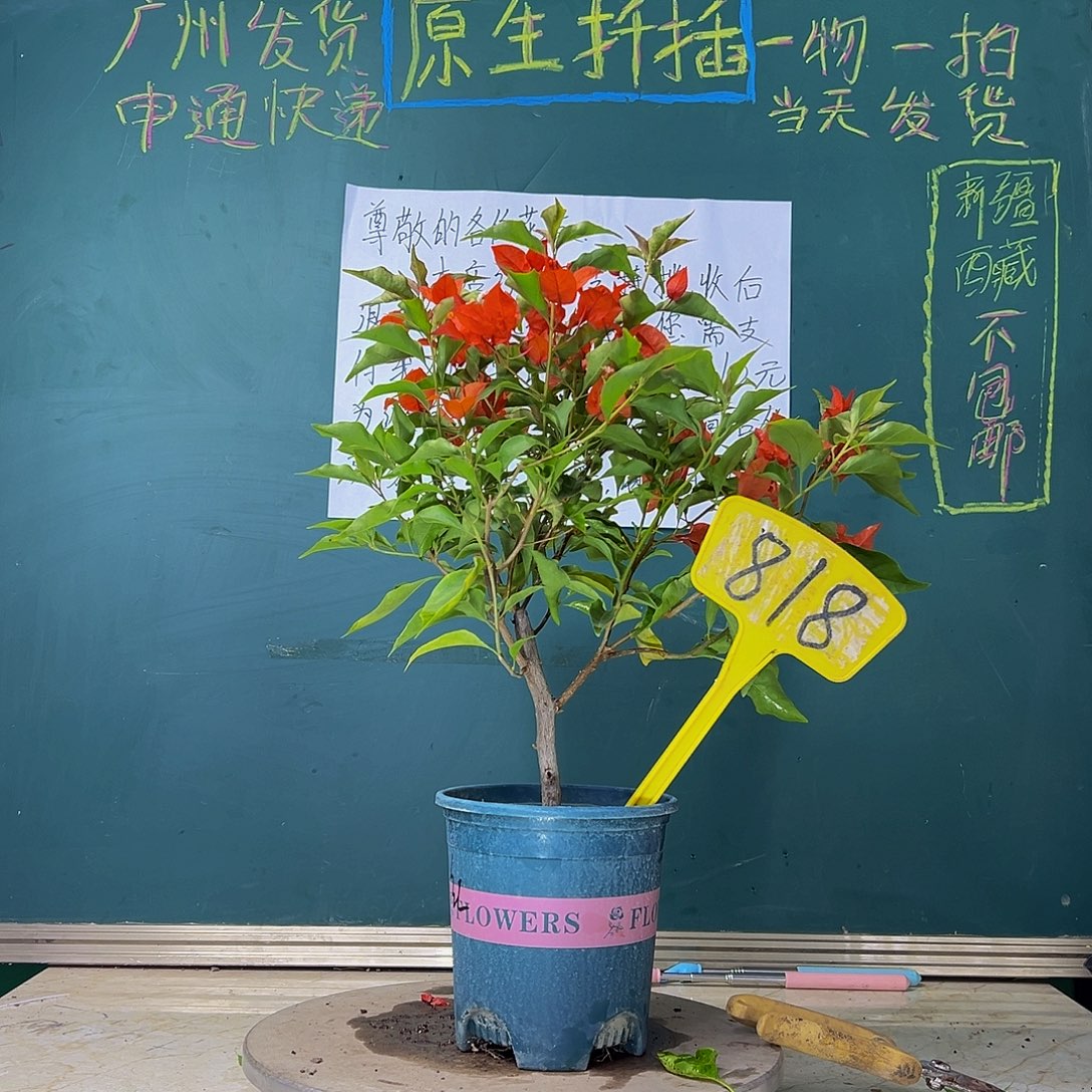 当前无花栽培后可以开花  热火桑巴  818