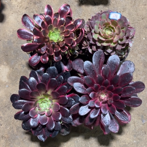 817多肉植物组合