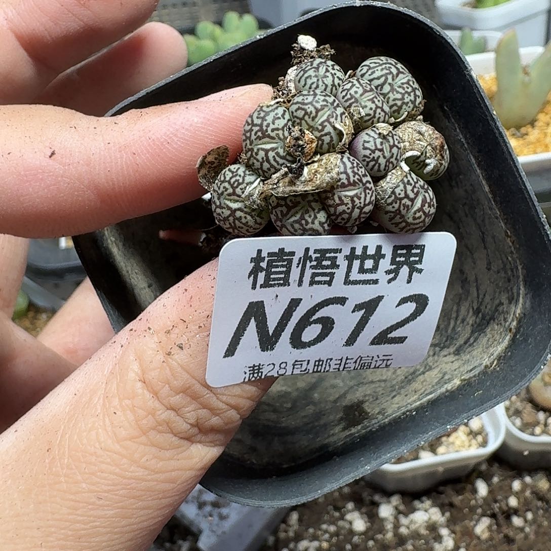 多肉植物的润泽ghjk