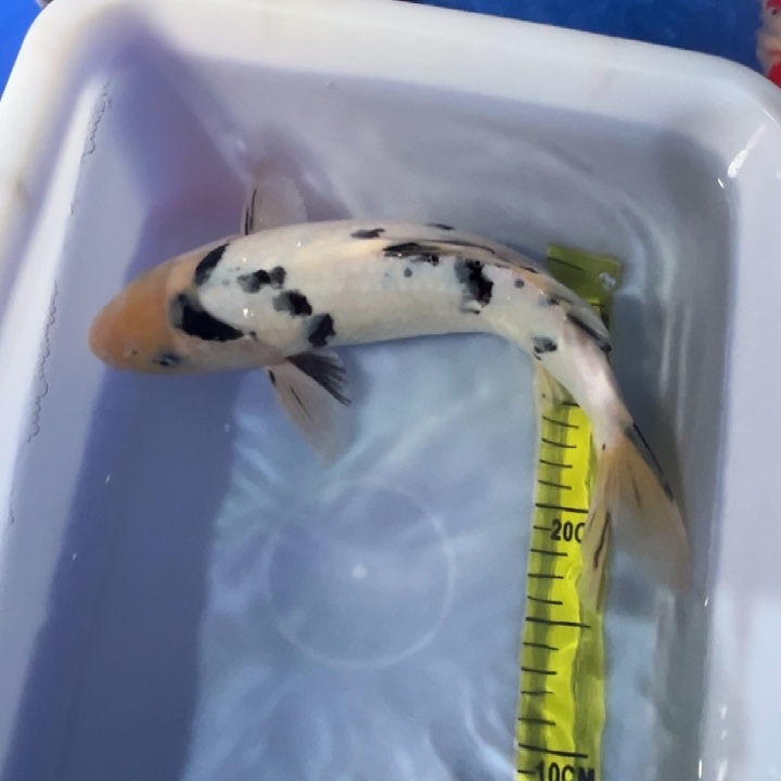 锦鲤锦鲤红白三色