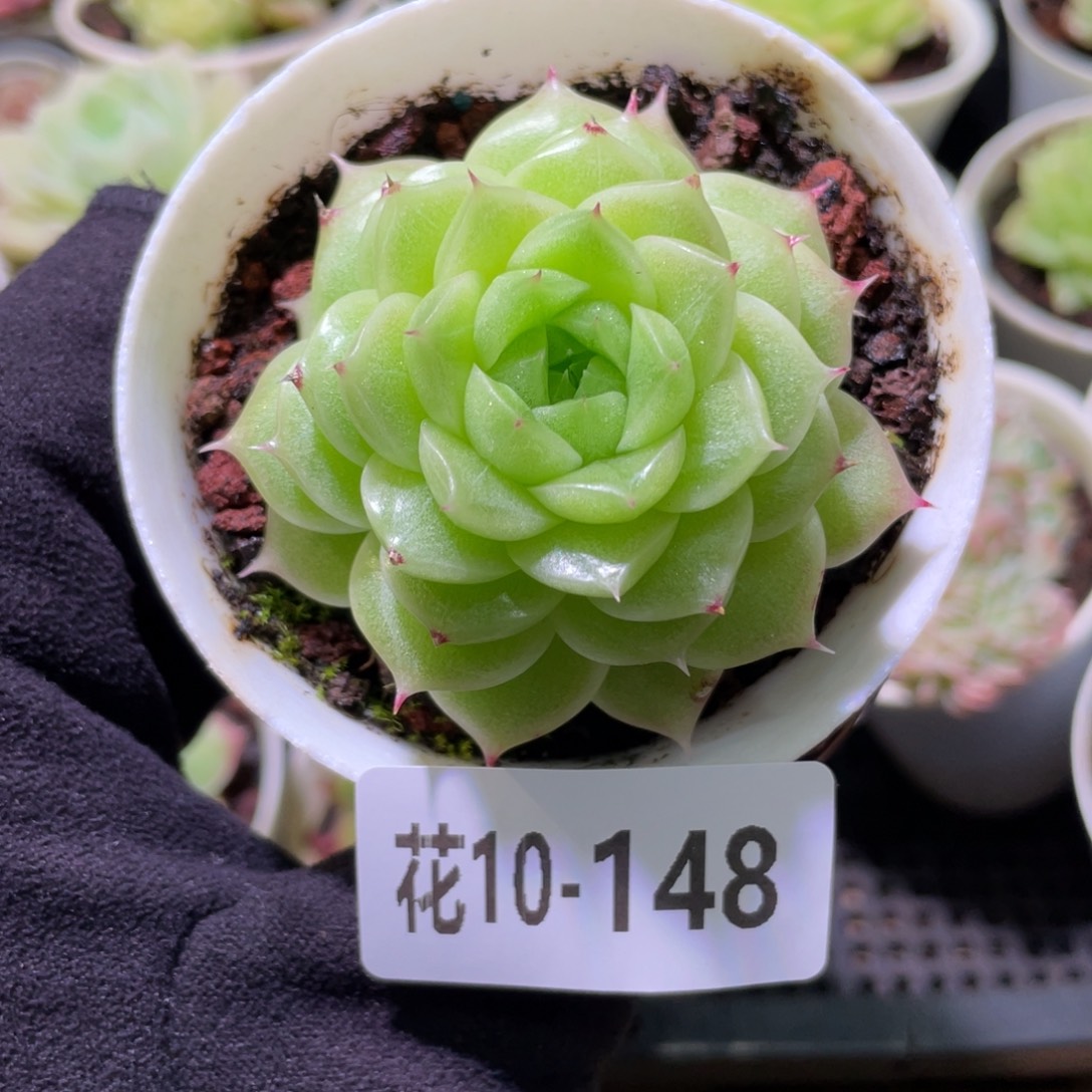 花利美10-148麦秆单头