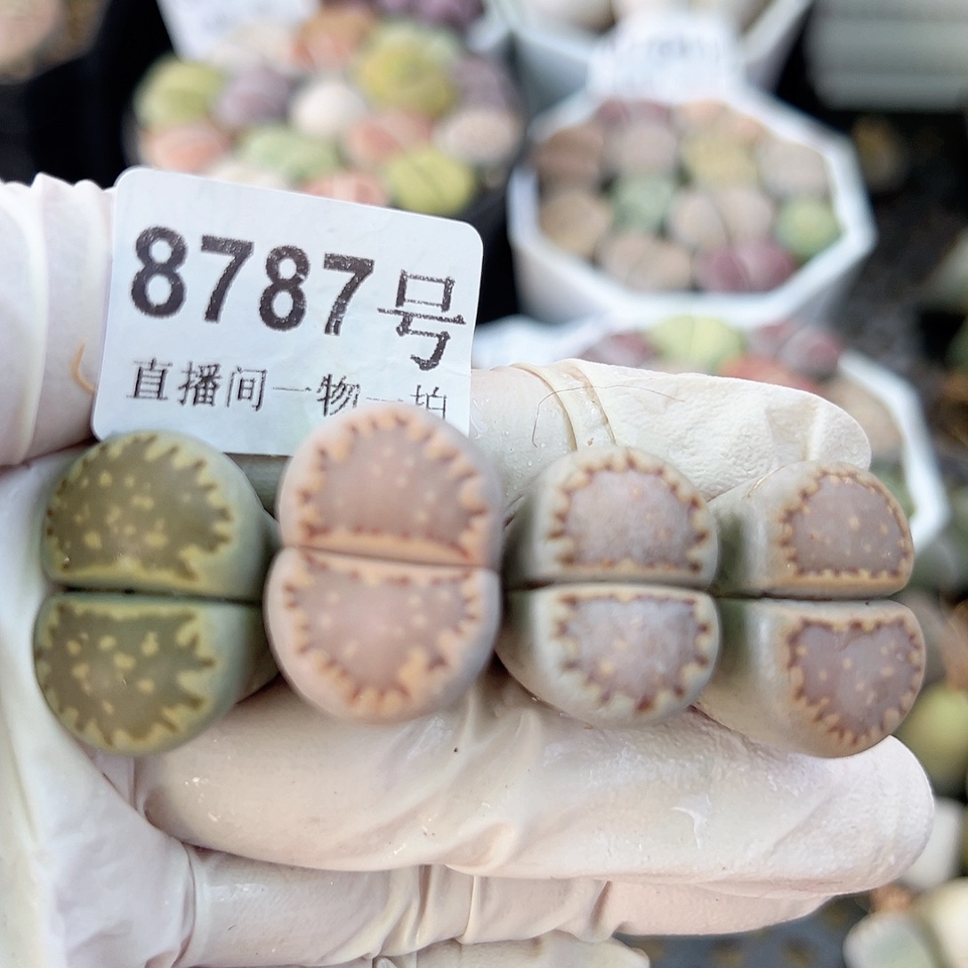 8787五年超美饼干4个2.2cm左右