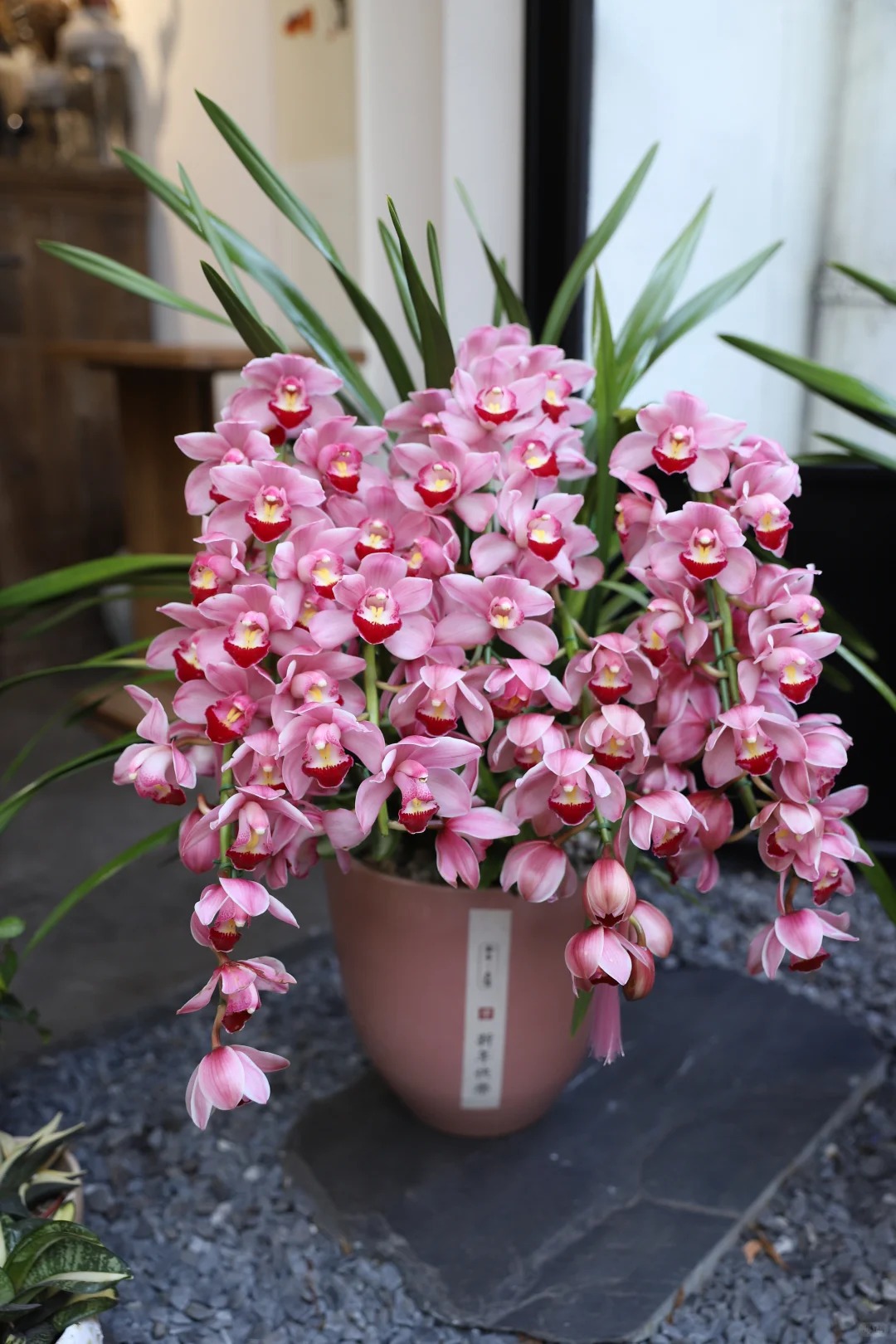 宇辰【福星 拱兰】大花蕙兰 盆栽年宵花卉生苞发货云南基地直发