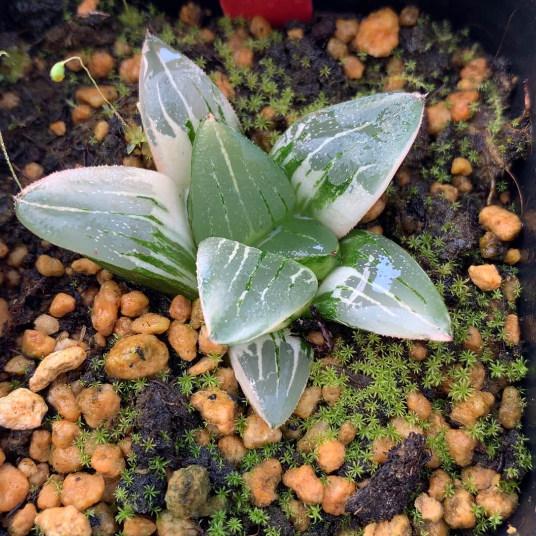 寿锦，带盆土发货