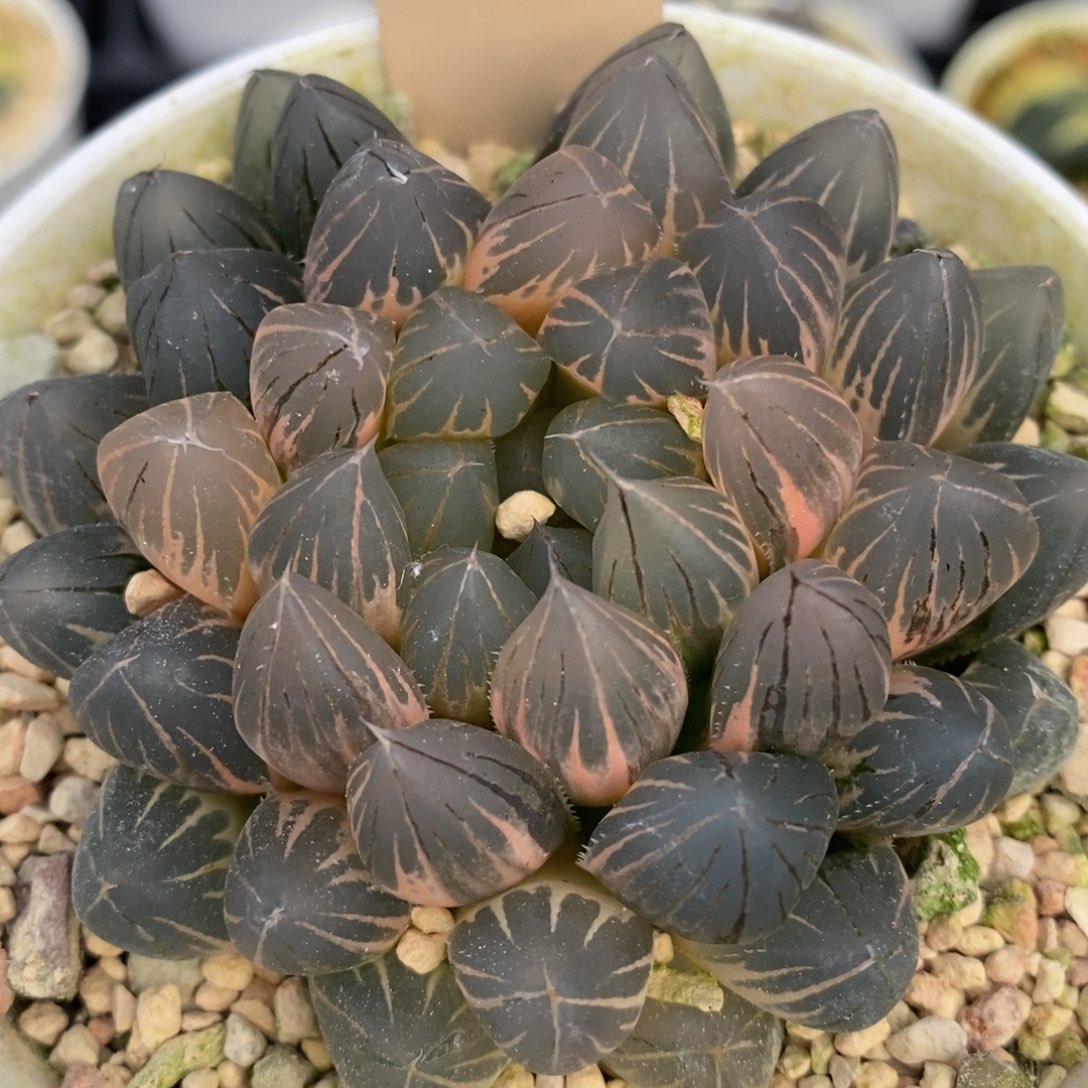 53霓虹灯十二卷多肉植物