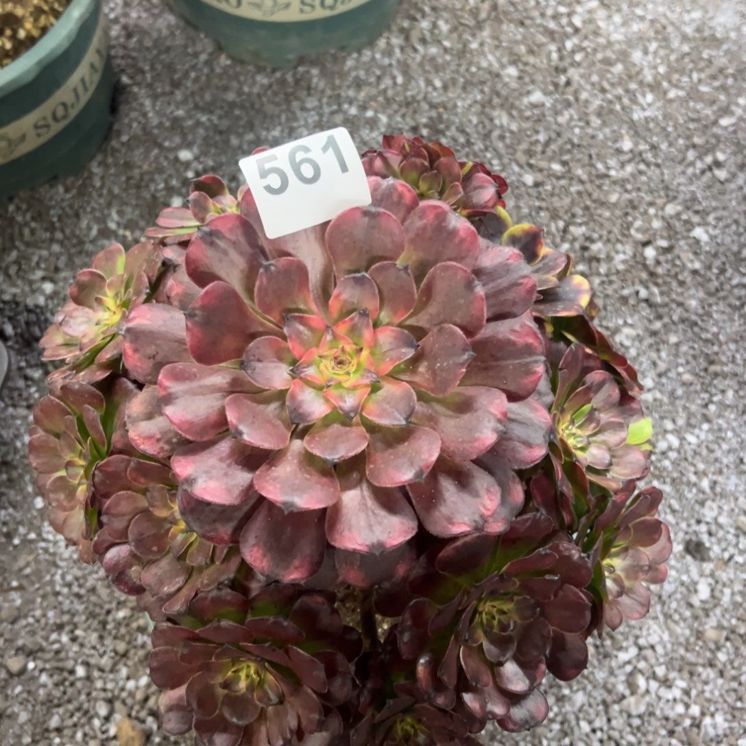 我是真的很喜欢这个