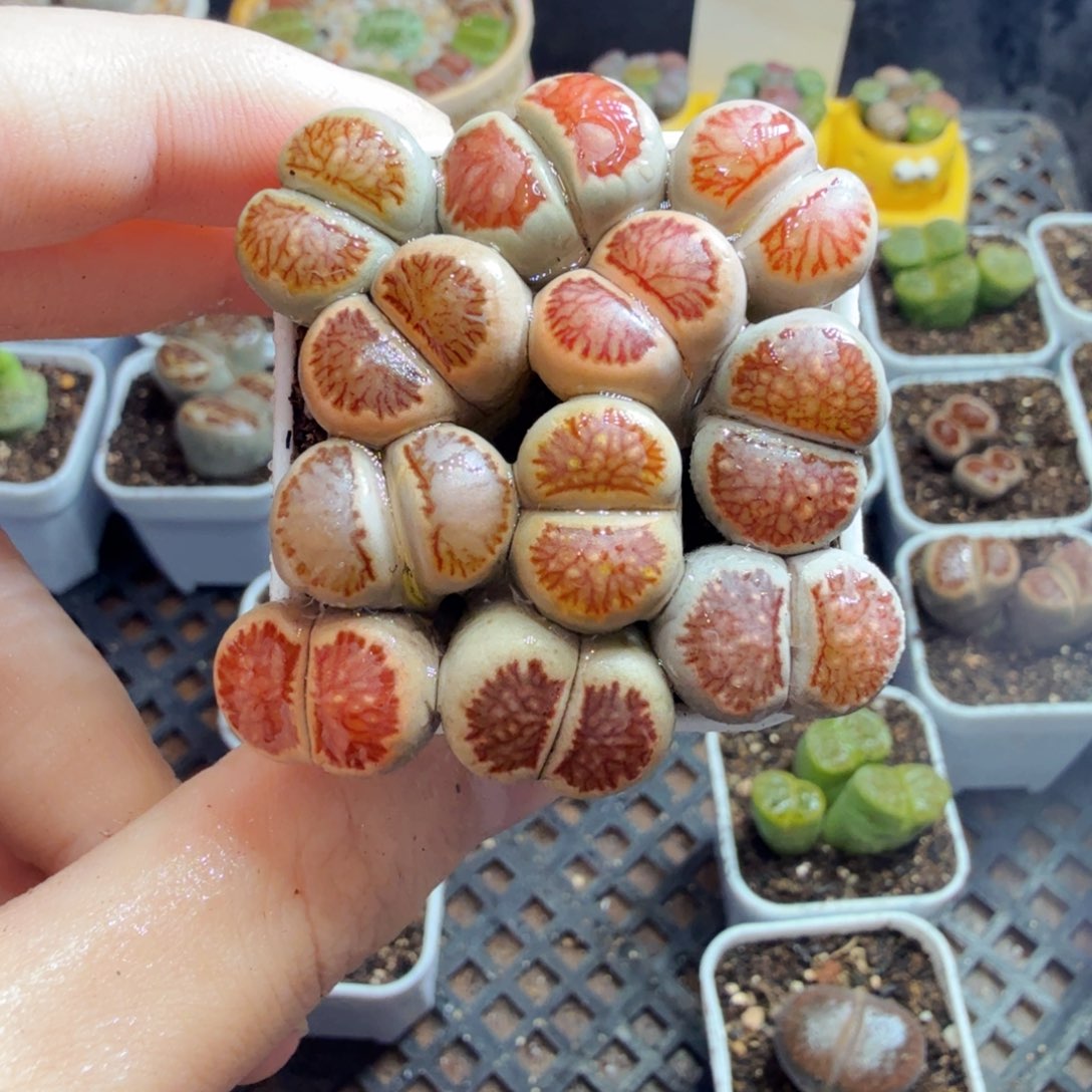 多肉植物的生长发育和550