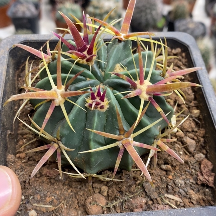 实生宽刺日出特价