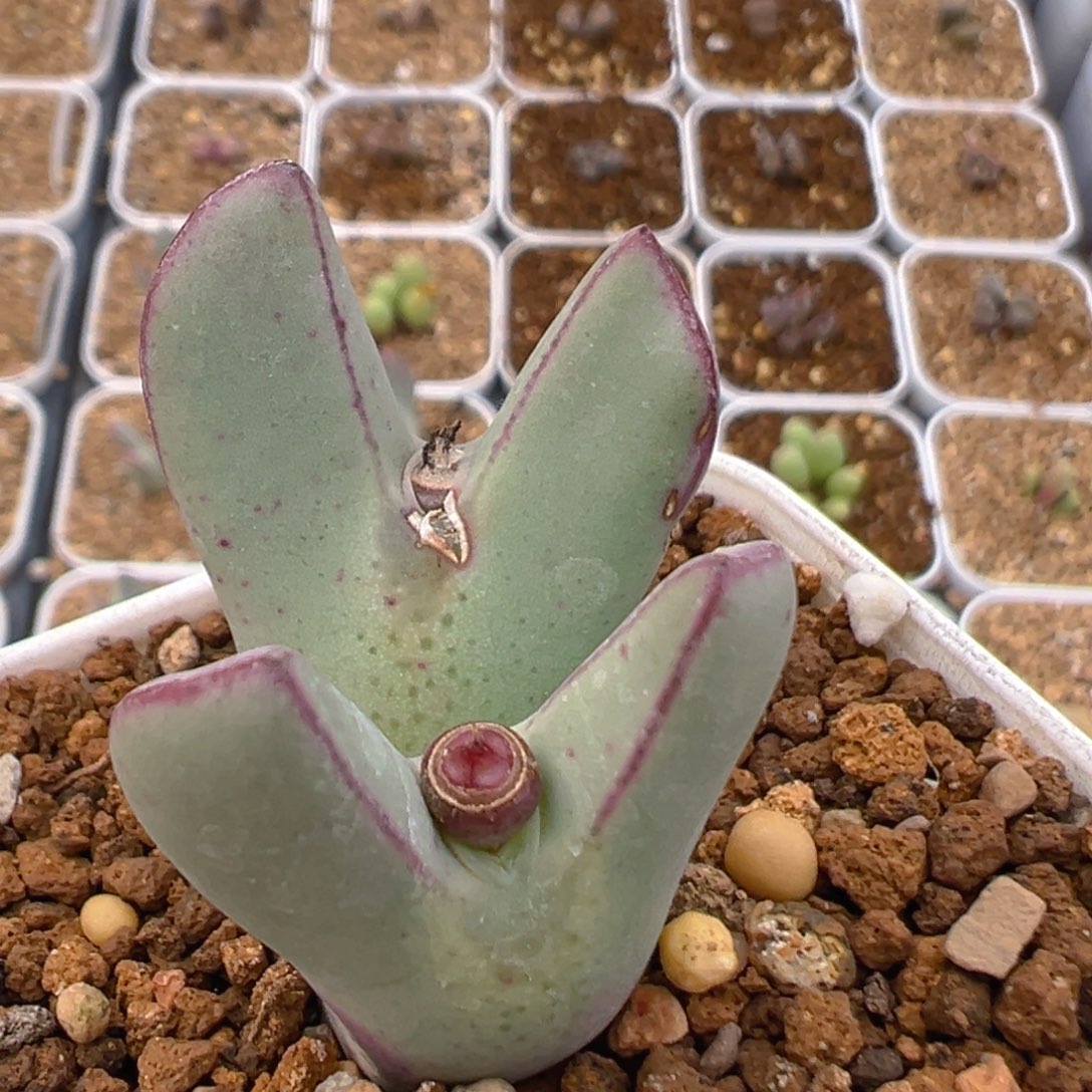 109多肉植物百科知识