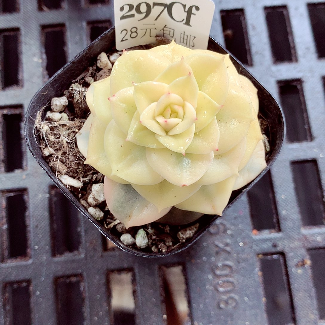 5厘米盆精控多肉297