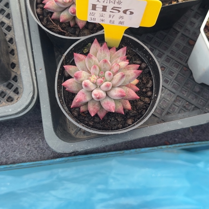 ✨****?多肉植物1111