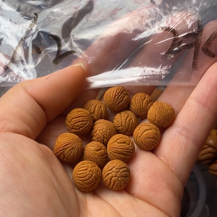 文玩核桃手串秦岭野生龙纹桃核12