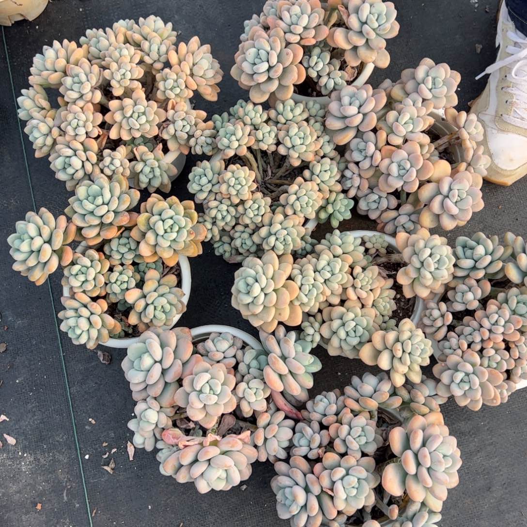 香水洛神多肉两盆