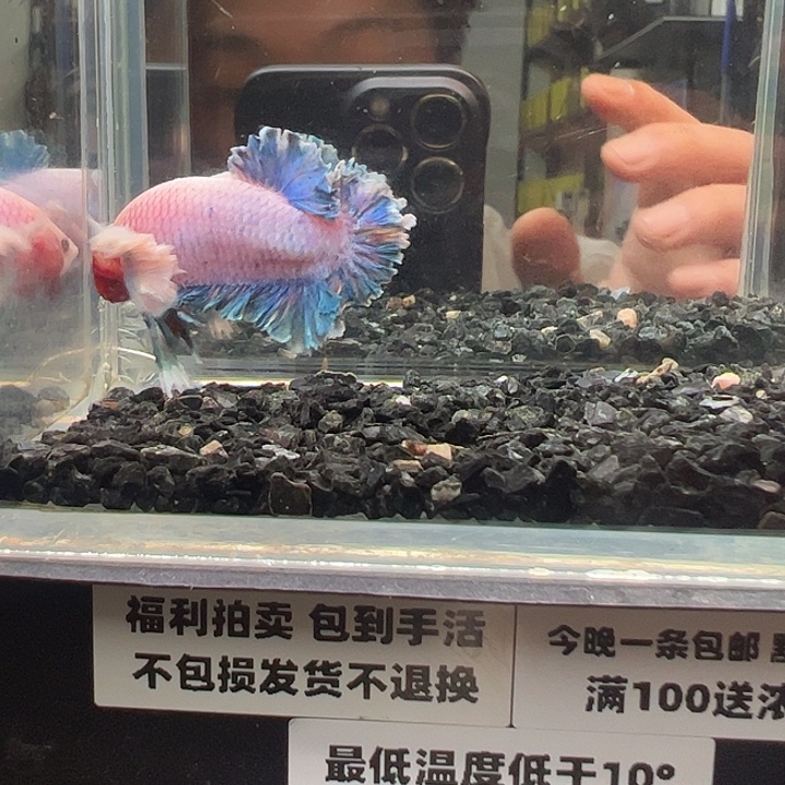 斗鱼跑单拉黑7日28