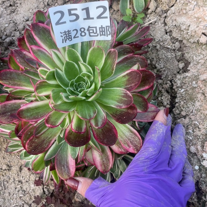 2512二号棚海王多肉植物N