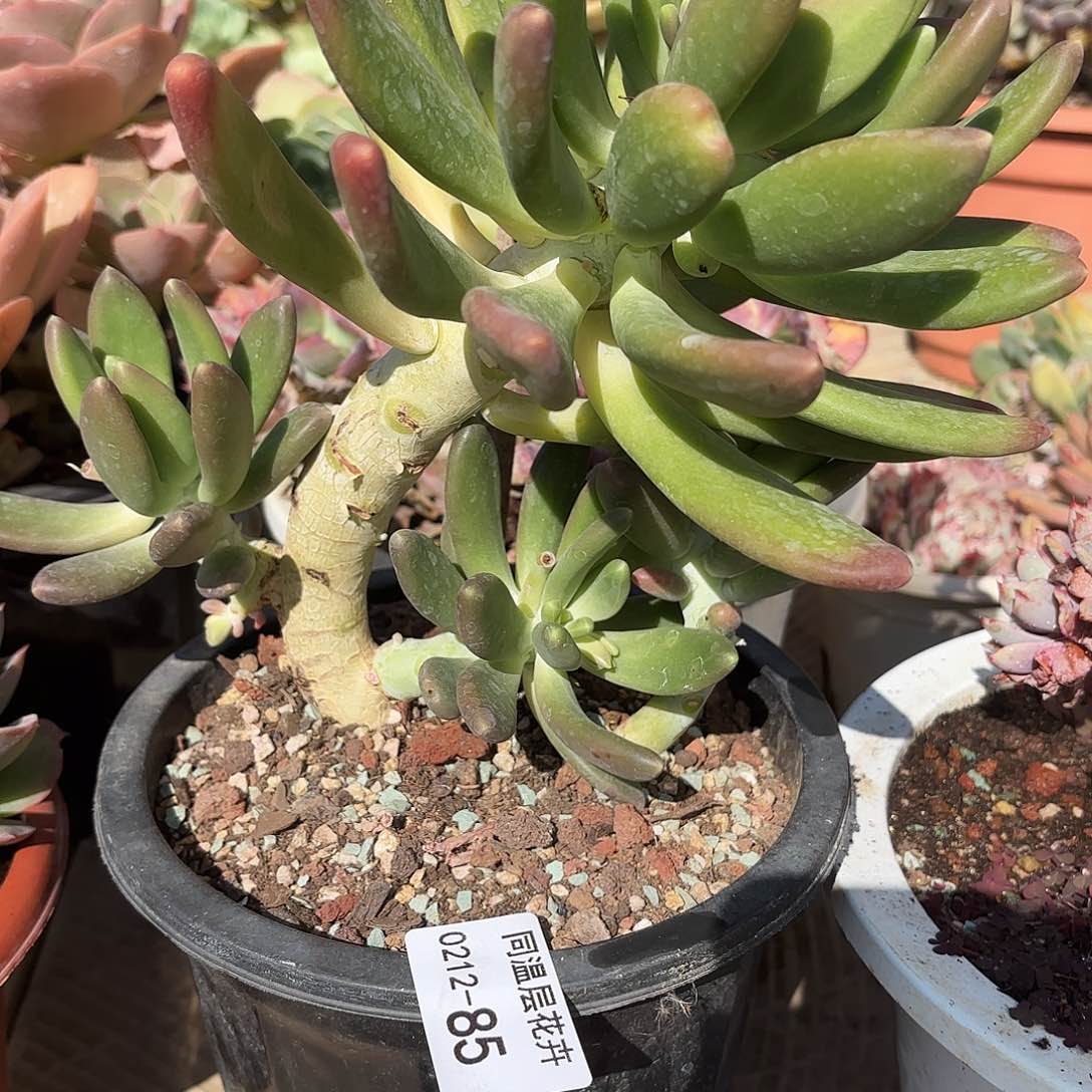 同温层多肉85金蝉