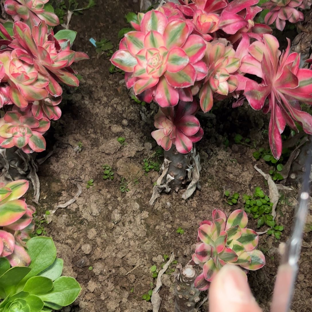 多肉法师锦爱丽丝砍头2个