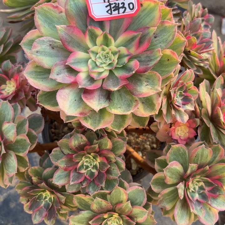 火龙果多肉法师不包损30