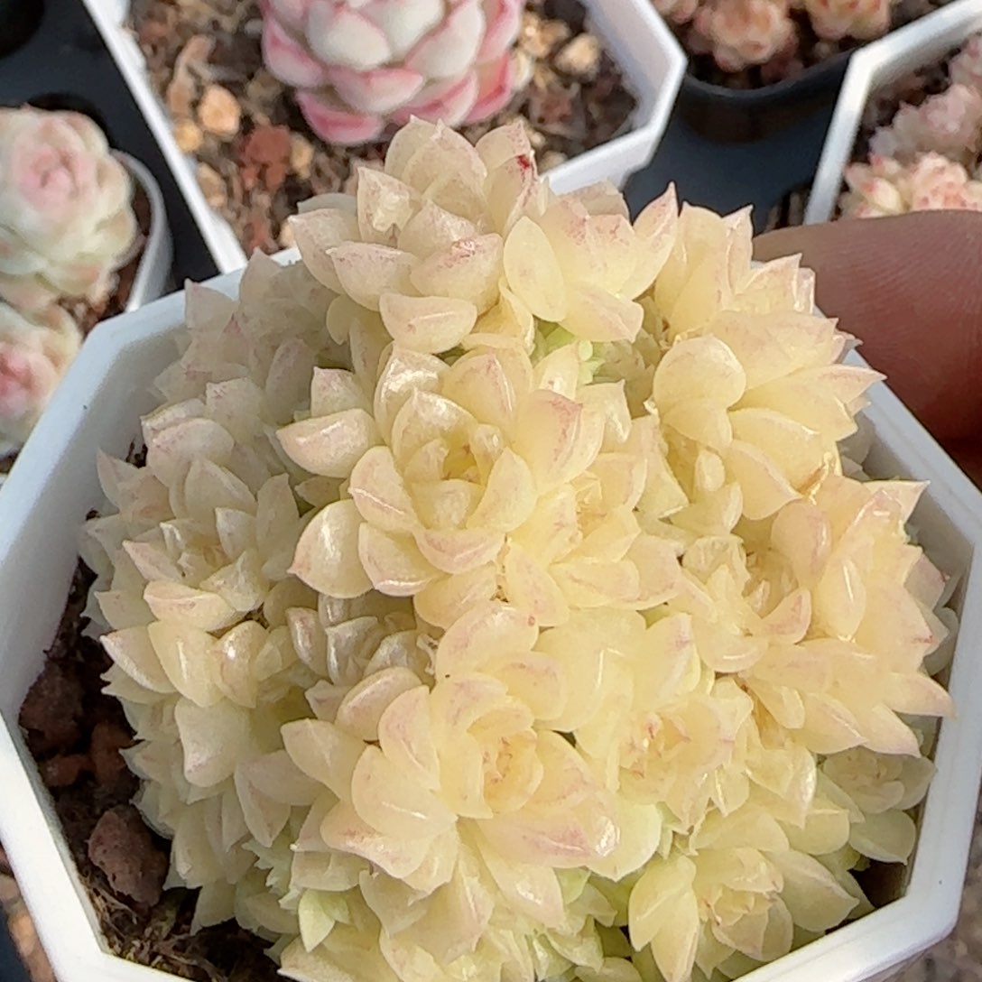 【闪购商品】0217-130玉透优选麦杆