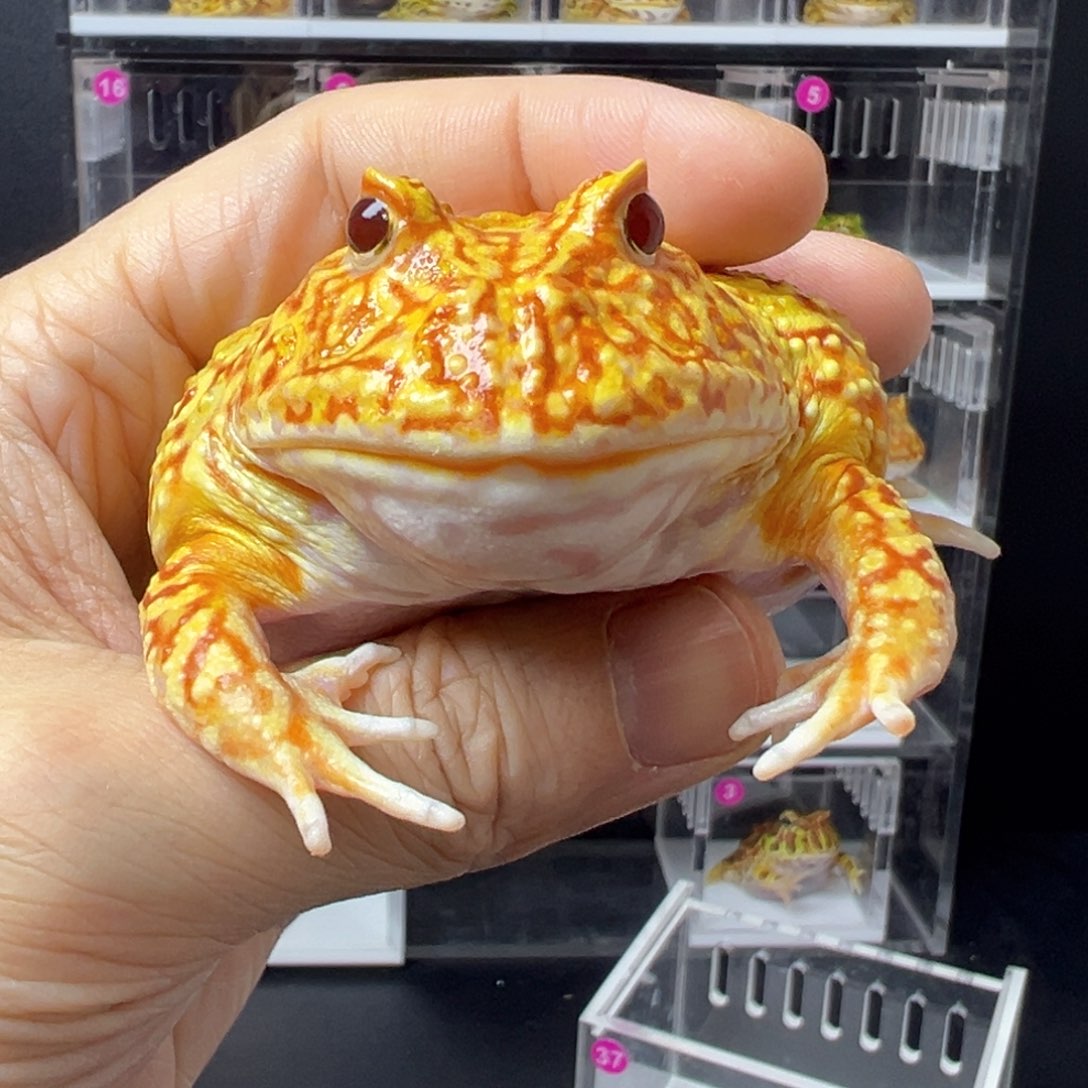 角蛙37号血丝南瓜精品