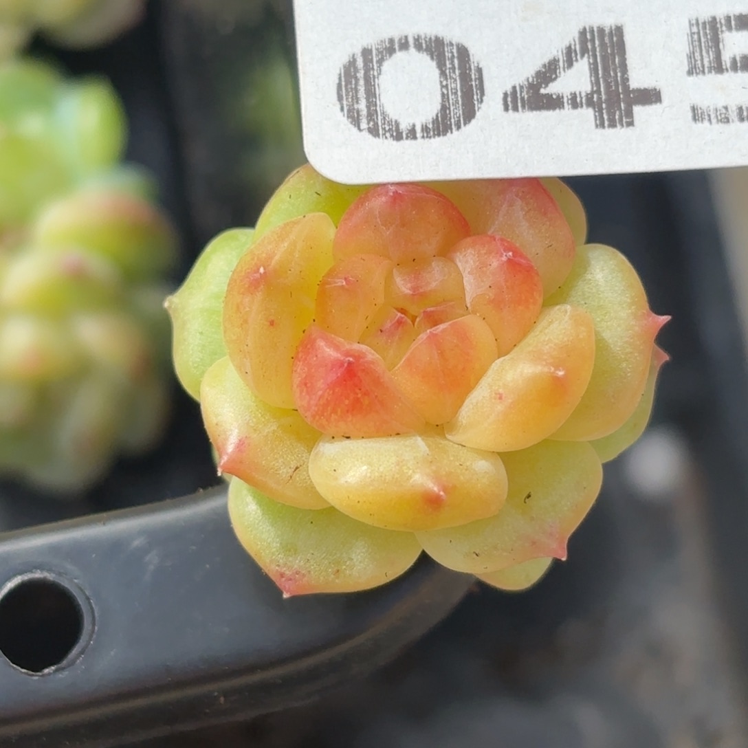 045腌制法将鸡肉切成小