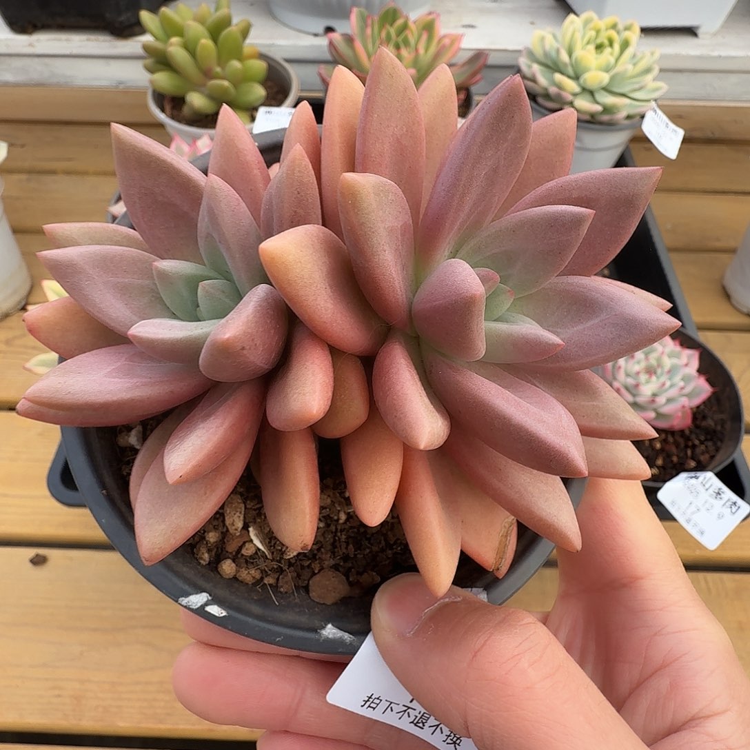 知音11111111129-18