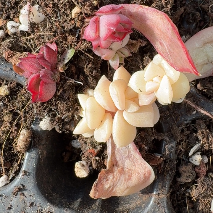 红密组合一物一拍24