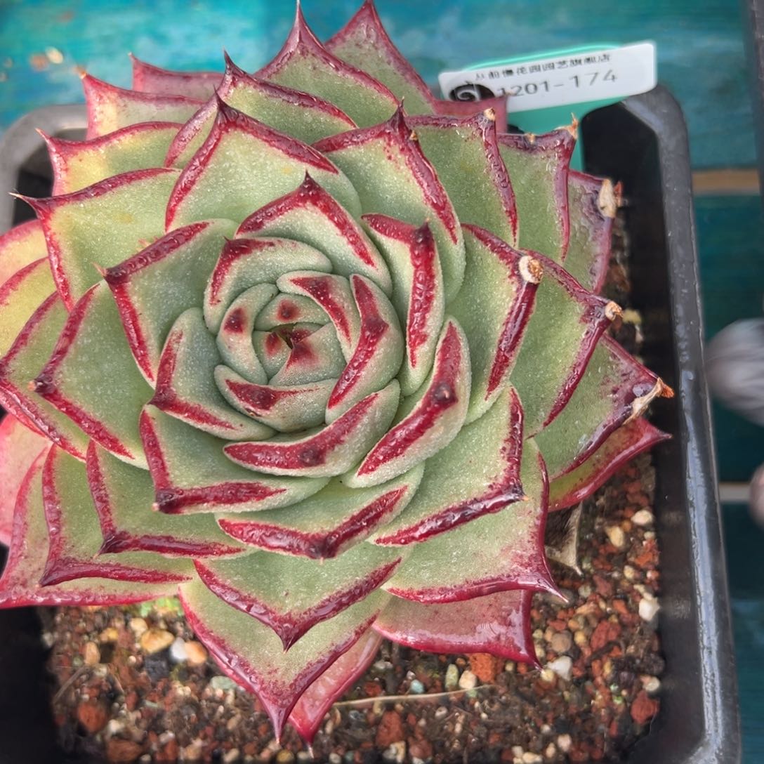 从前慢花园多肉编号1201-174