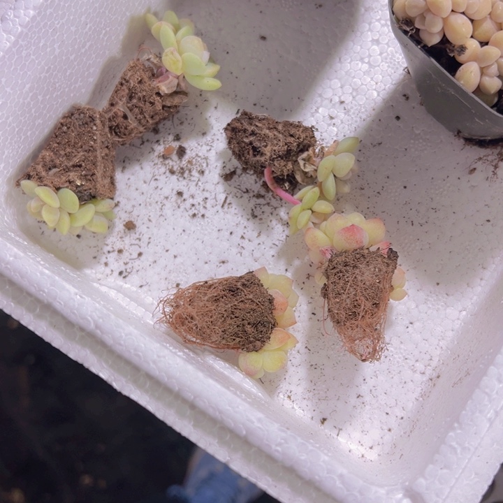 饼*呐冰玉精品多肉植物大战