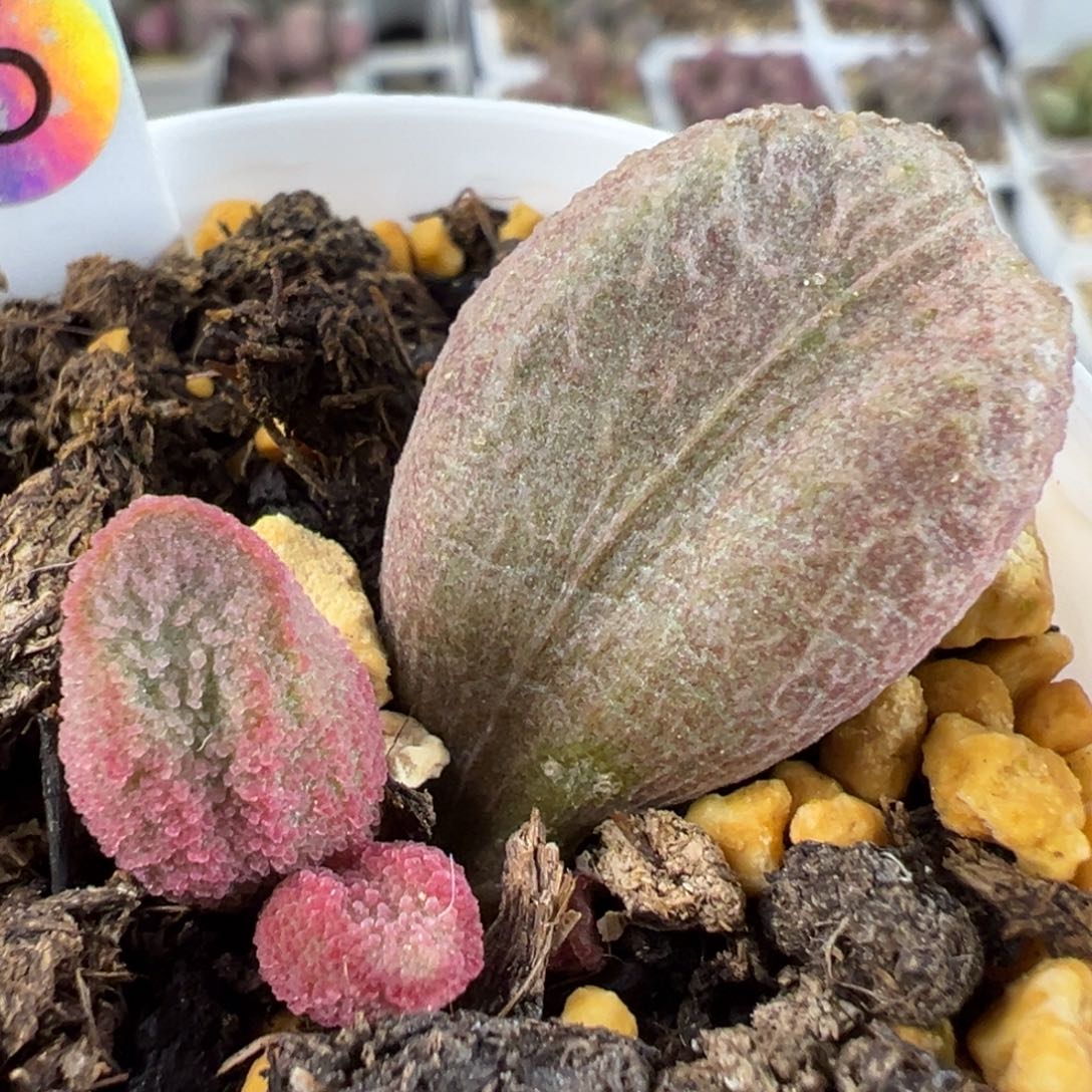 实生底叶苗纹路款多肉植物水泡