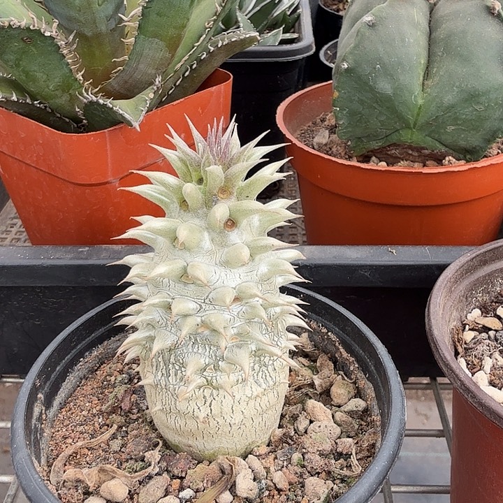 巴西女王单头3仙人球