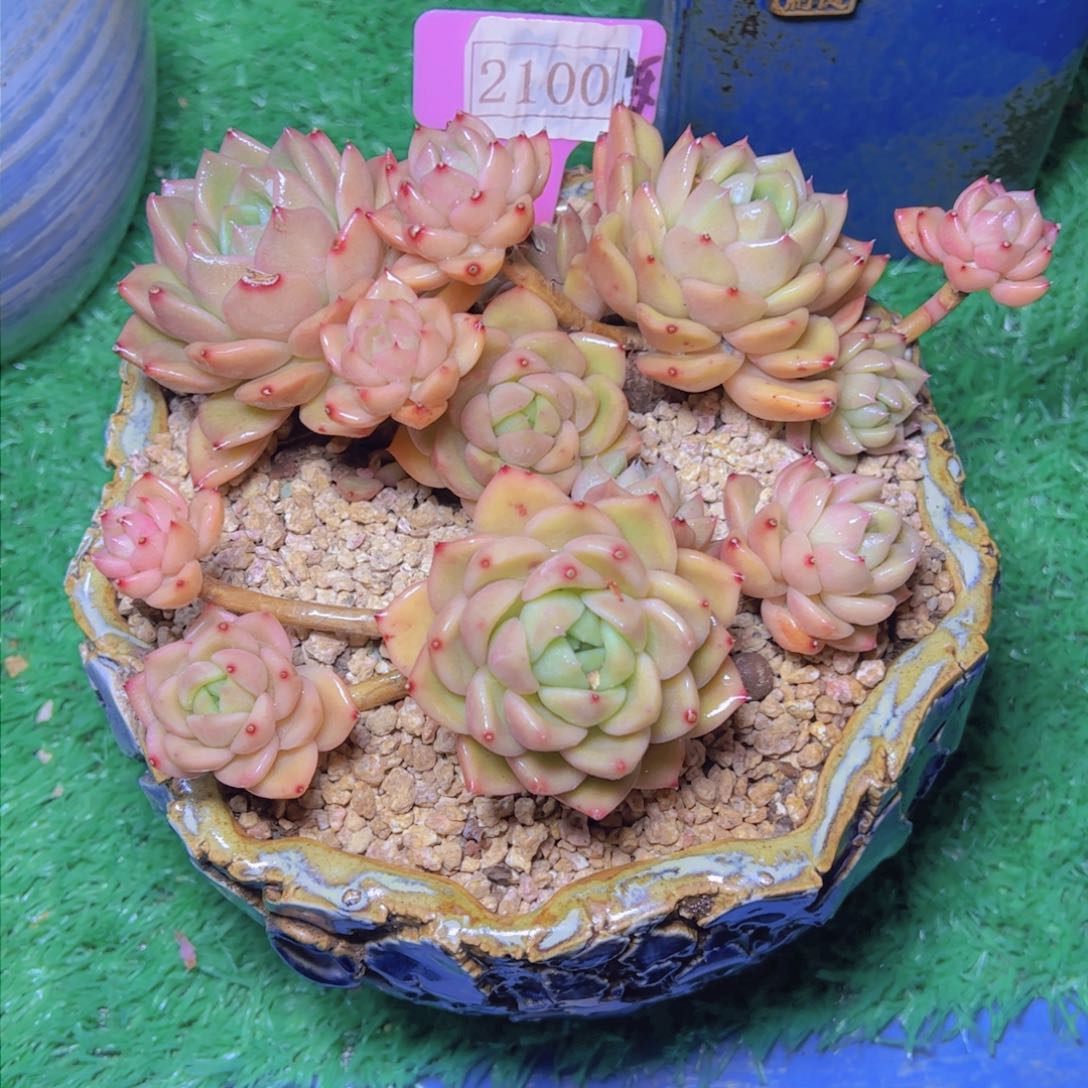 S****r白玫瑰2100多肉植物