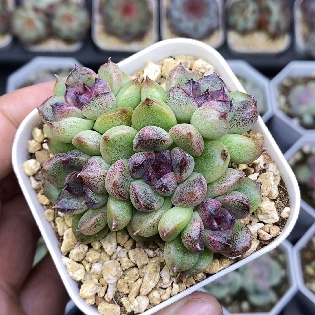 紫水晶整群无砍6.5厘米盆