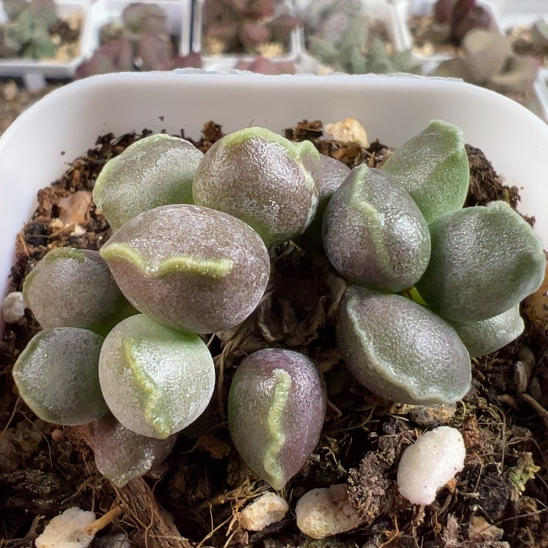 w丸叶全紫海豹多肉植物水泡