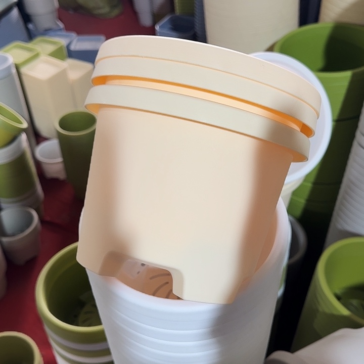 球根21口径6个无托米黄