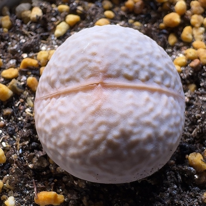 生石花33:：：：。  7号