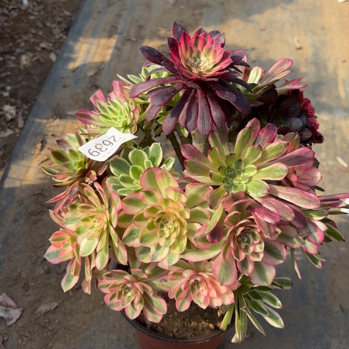 七彩树多肉法师2639