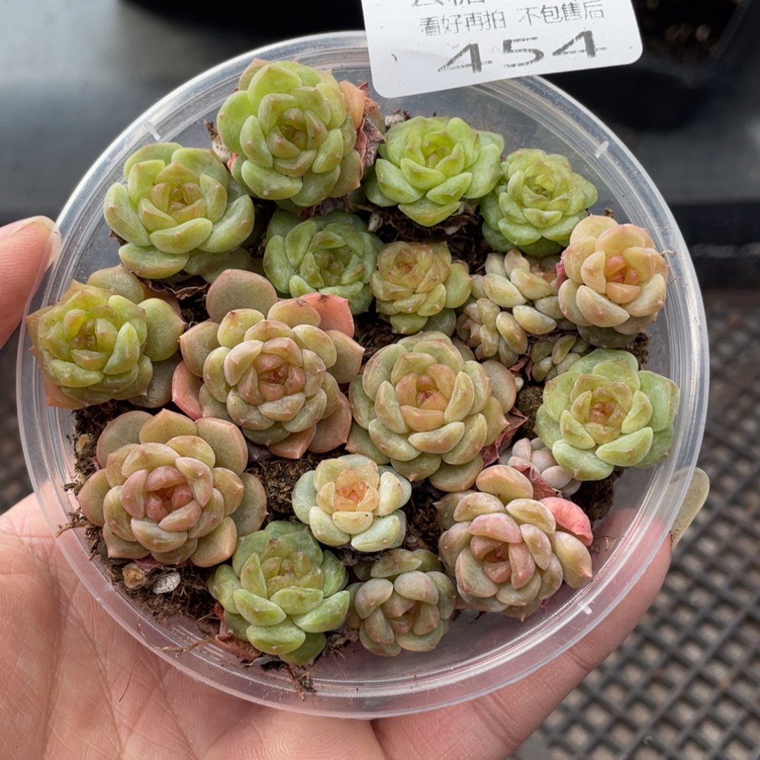 云糖心多肉植物454