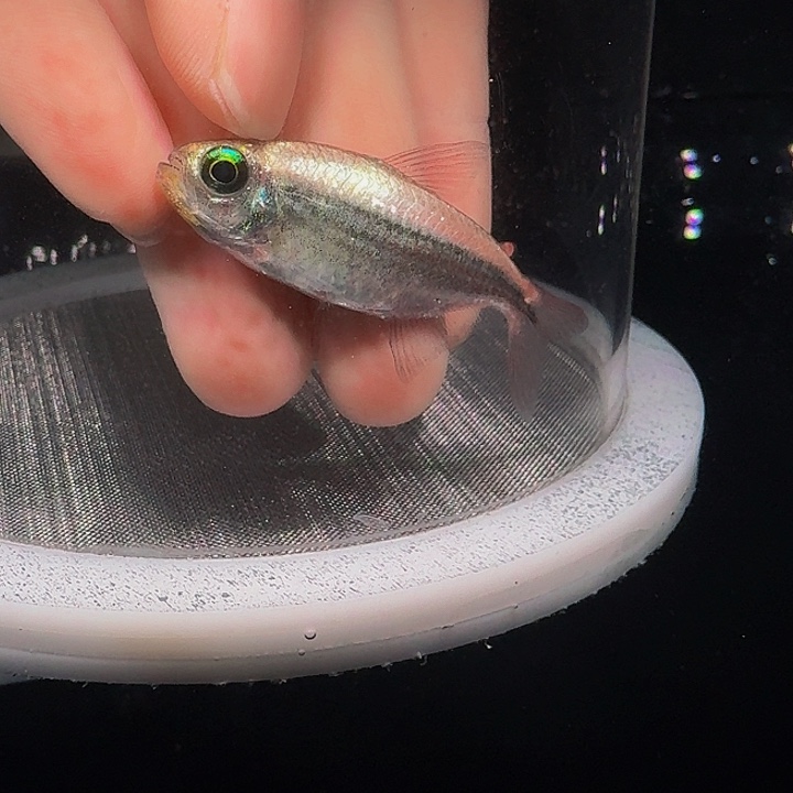 灯科鱼左上缸白金粉钻有黑点5厘米一条